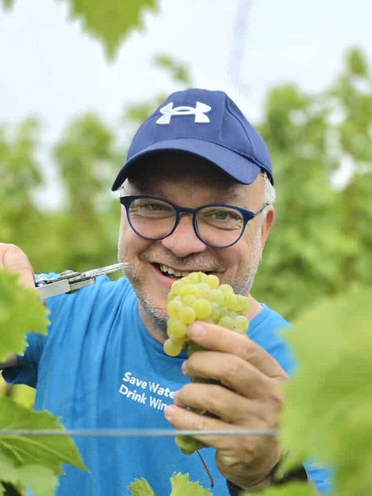 Sašo Papp picking grapes in a vineyard